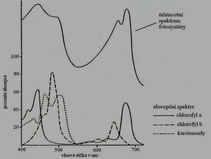 Srovnání účinnostního spektra fotosyntézy s absorpčním