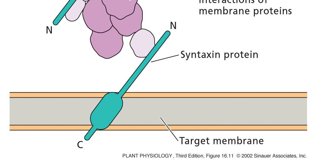 16 Mutant knolle má defekt v cytokinezi, a to na konci mitózy, kde se začíná tvořit nová stěna oddělující jádra do dceřiných buněk => nedostatečná tvorba buněčné destičky => buňky nejsou separované.