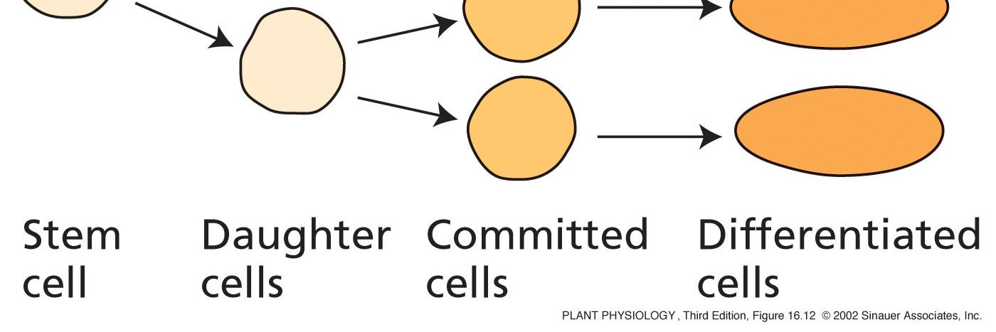 17 b) Meristém a vývoj rostliny Meristém = populace malých izodiametrických buněk.