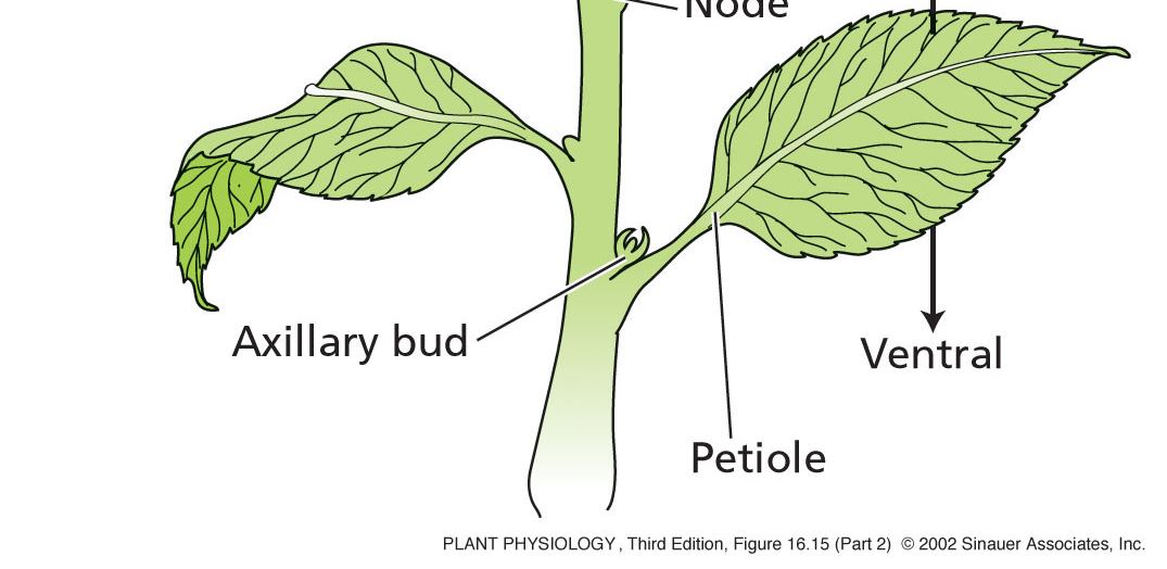 25 c) Vývoj listu a kořene Vývoj listu List je hlavní fotosyntetický orgán rostliny; dorso-ventrální polarita (dorsální = vrchní, ventrální = spodní) Stádia vývoje listu 1.