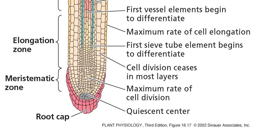 27 Vývoj kořene Kořeny adaptované k růstu v půdě a absorpci vody a minerálních látek Kořenová špička (~ 1 mm) má čtyři vývojové zóny: 1) Kořenová čepička chrání apikální meristém; některé buňky se