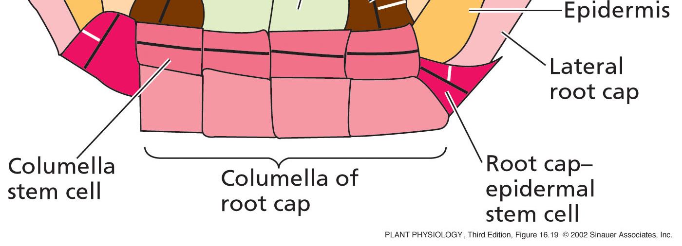 30 Struktura kořenového apikálního meristému Arabidopsis a typy kmenových buněk 5) Stele kmenové buňky Generují pericykl