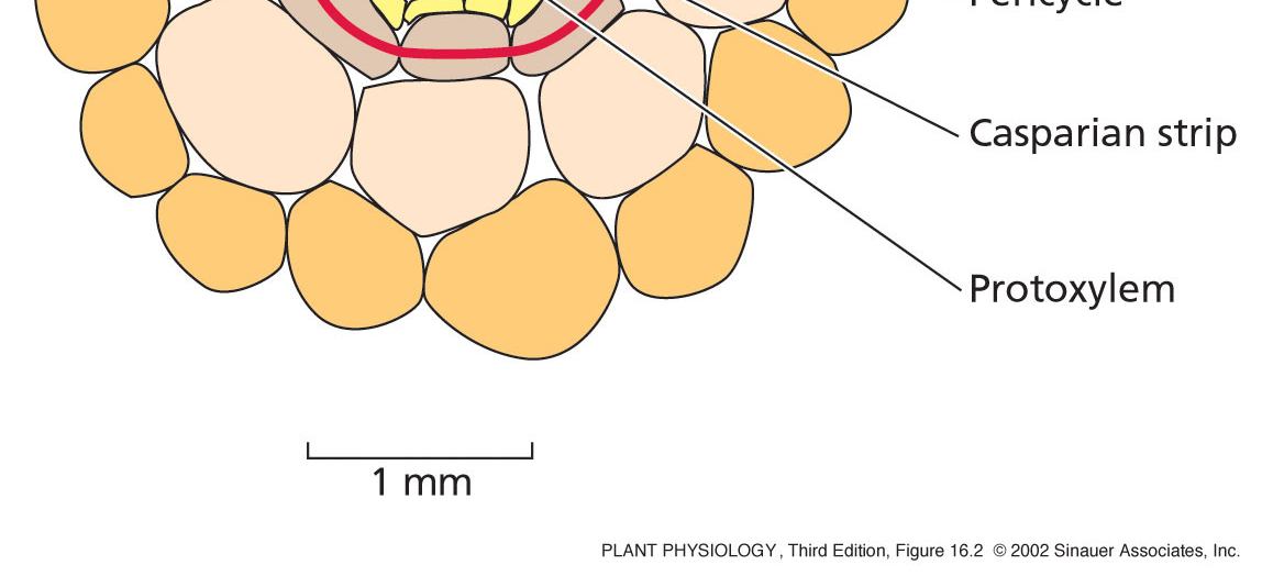 5 Radiální struktura rostliny Kořen Arabidopsis Indukován meristémem Protoderm Indukován Bazálním meristémem