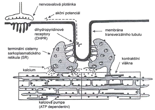 Obr. č. 2: Funkční propojení dihydropyridinového a ryanodinového receptoru (Hopkins 2000) Ryanodinový receptor (RYR1) představuje ústřední jednotku v regulaci kalciové homeostázy.