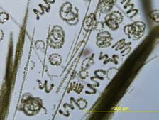 Bioindikace - fytoplankton Tekoucí vody -omezení: pouze dolnítoky řek s omezeným uplatněním fytobentosu a
