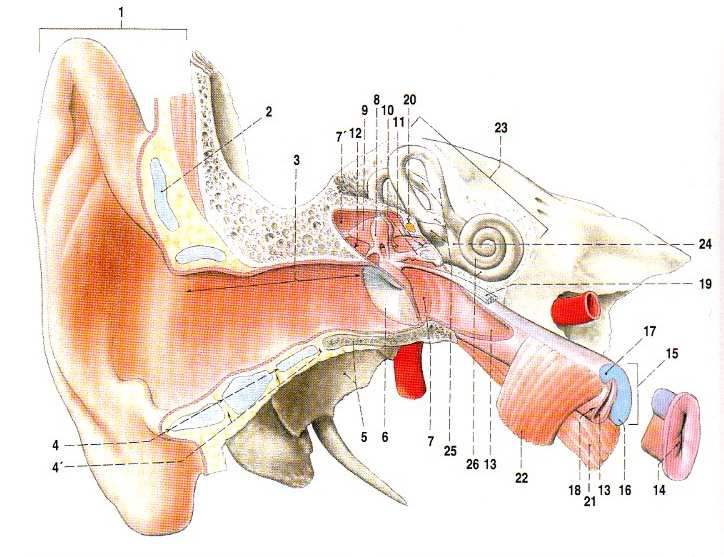 I TEORETICKÁ ČÁST 1 SLUCHOVÝ APARÁT 1.1 Anatomie a fyziologie sluchového orgánu Sluchové ústrojí zpracovává akustické podněty zevního prostředí.