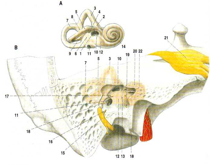 (organum spirale) vlastní sluchový recepční orgán, který se skládá ze smyslových (vláskových) buněk a z podpůrných (Cortiho) buněk. (Čihák, 19