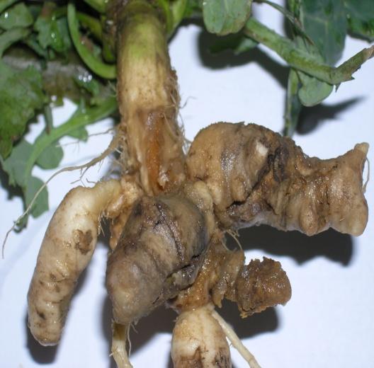Confirmed occurrence of club-root (Plasmodiophora brassicae) symptomatic plants in winter oilseed