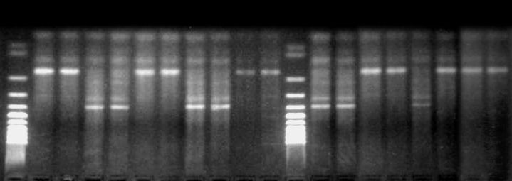 S 19 20 21 22 23 24 25 26 27 28 S 29 30 31 32 33 34 35 36 S hmotnostní standard λdna/eco47i (AvaII) Na ozimost a jarovost nemá vliv pouze gen Vrn1.