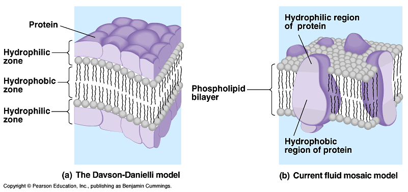 Membrána je mozaikou proteinových molekul, pohupujících se v tekuté