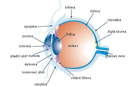 2. Oko jako optický aparát Zrak je jedním z našich pěti smyslů. Na rozdíl od smyslů ostatních, které nám slouží již od narození, trvá vývoj jednoduchého binokulárního vidění 7-8 let.