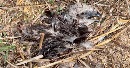 OCHRANA VOLNĚ ŽIJÍCÍCH PTÁKŮ SMR1 Kácení dřevin rostoucích mimo les se provádí zpravidla v období jejich vegetačního klidu.