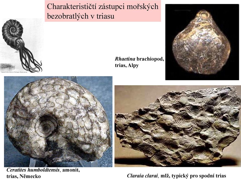 trias, Alpy Ceratites humboldtensis, amonit,