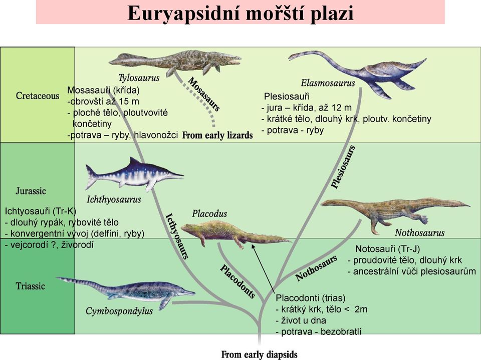 končetiny - potrava - ryby Ichtyosauři (Tr-K) - dlouhý rypák, rybovité tělo - konvergentní vývoj (delfíni, ryby) -