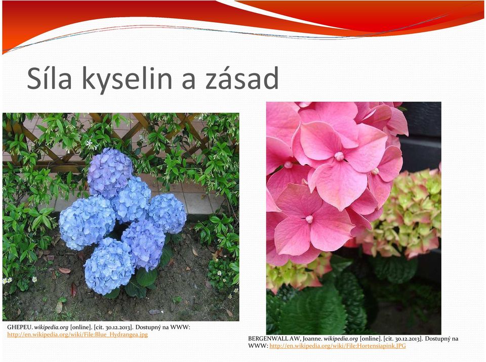 org/wiki/file:blue_hydrangea.jpg BERGENWALL AW, Joanne. wikipedia.