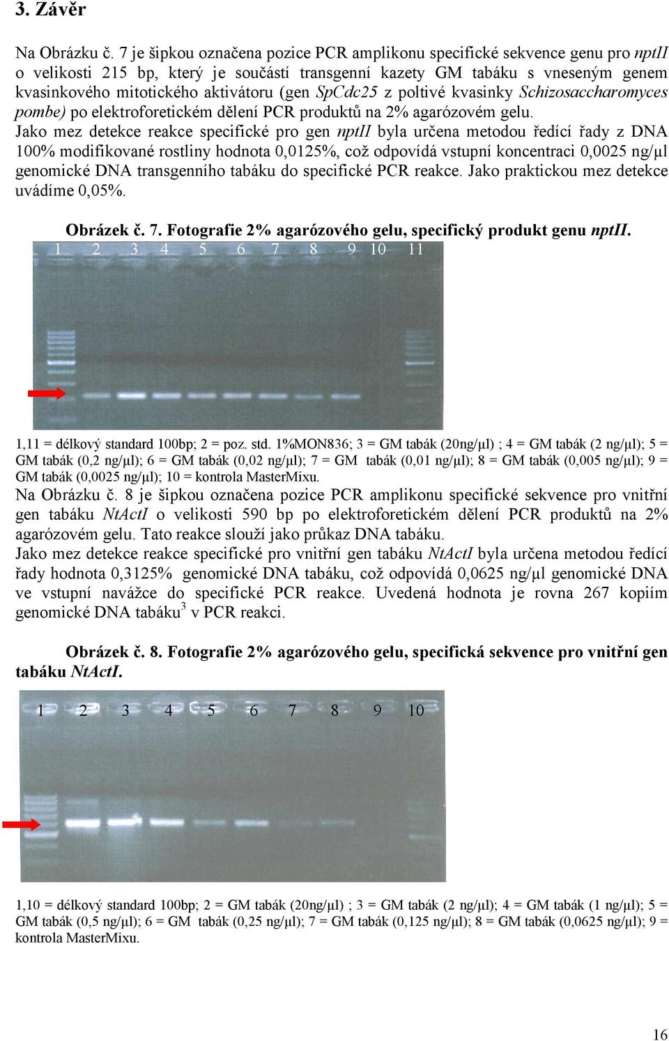 (gen SpCdc25 z poltivé kvasinky Schizosaccharomyces pombe) po elektroforetickém dělení PCR produktů na 2% agarózovém gelu.