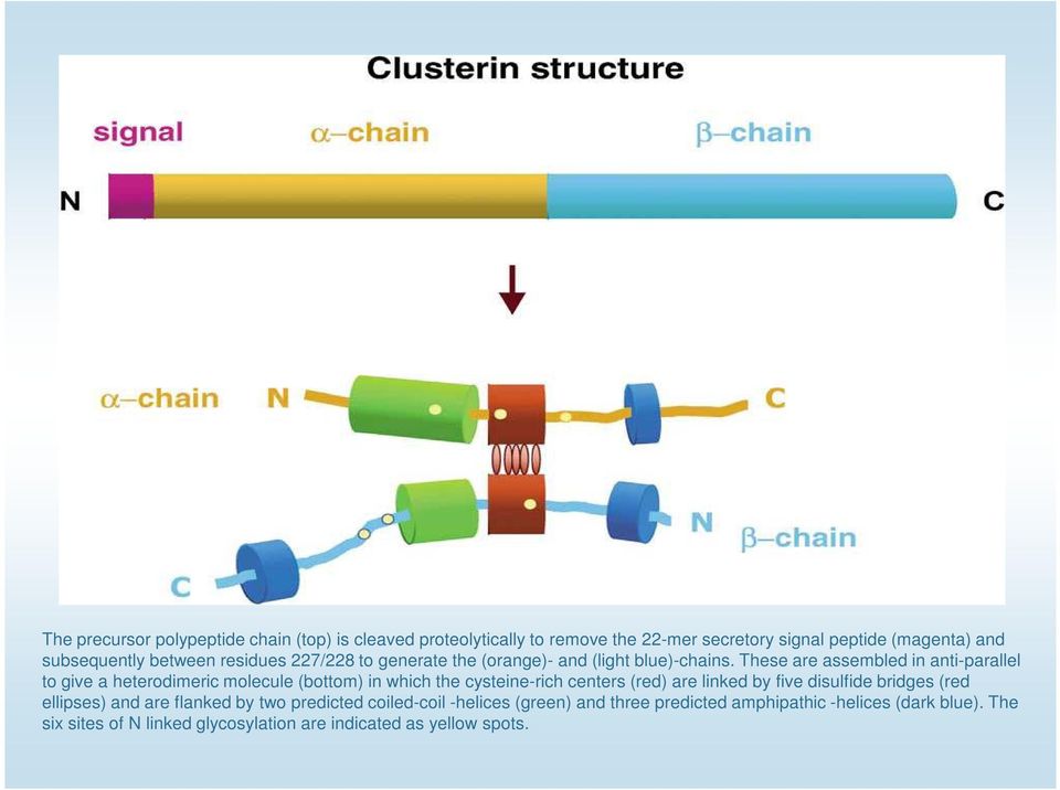 These are assembled in anti-parallel to give a heterodimeric molecule (bottom) in which the cysteine-rich centers (red) are linked by five