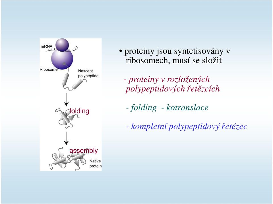 polypeptidových řetězcích folding - folding -