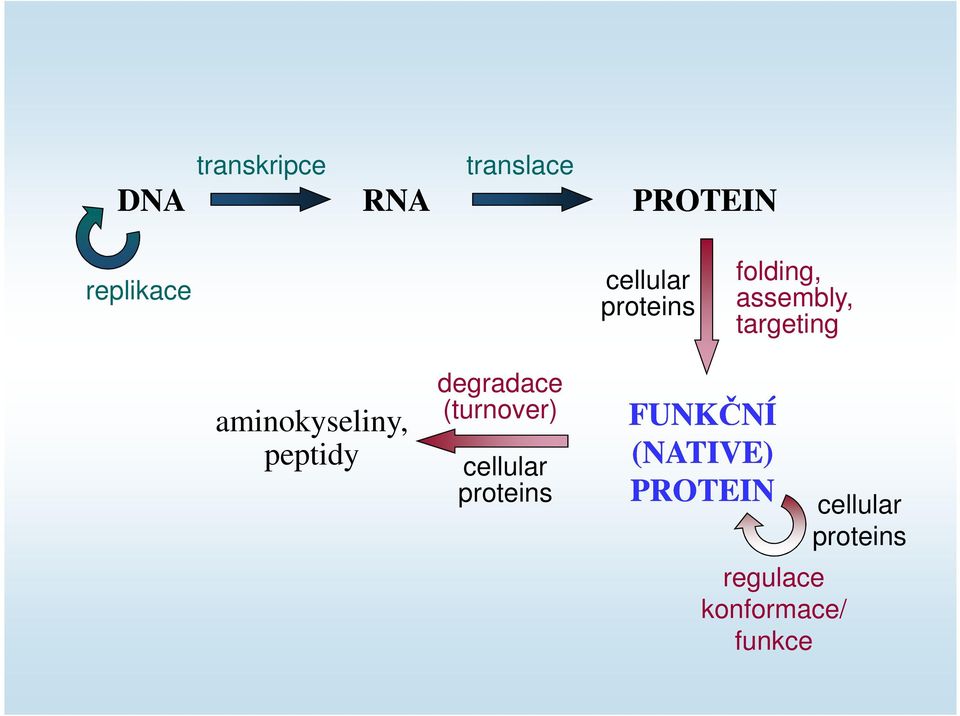 peptidy degradace (turnover) cellular proteins FUNKČNÍ