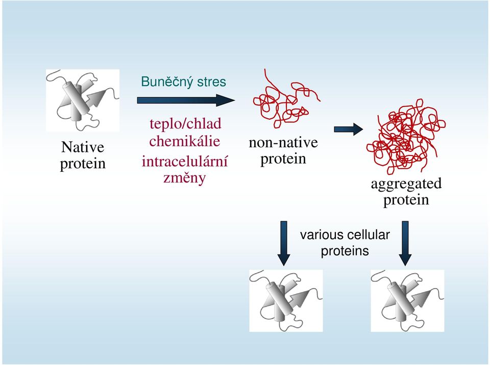 intracelulární změny non-native