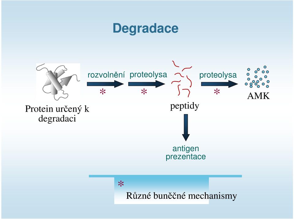degradaci * * * peptidy AMK