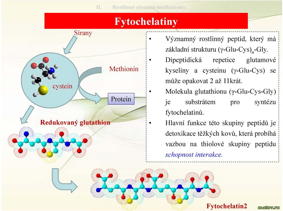 Molekula glutathionu (γ-glu-cys-gly) Protein je substrátem pro syntézu fytochelatinů.