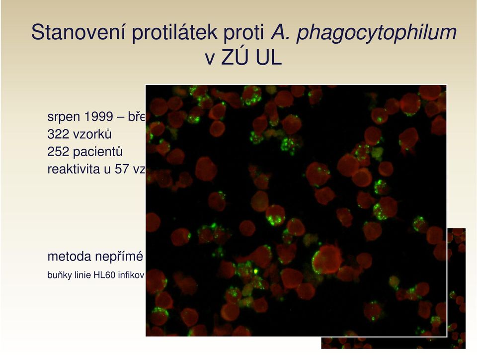 reaktivita u 57 vzorků počet IgM + IgG + IgG- IgM+ 4 40-2560 </= 64 IgG+ IgM +