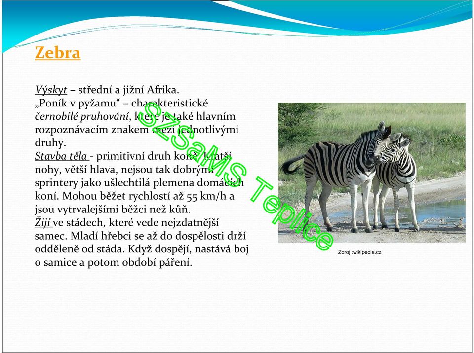 Stavba těla - primitivní druh koně. Kratší nohy, větší hlava, nejsou tak dobrými sprintery jako ušlechtilá plemena domácích koní.