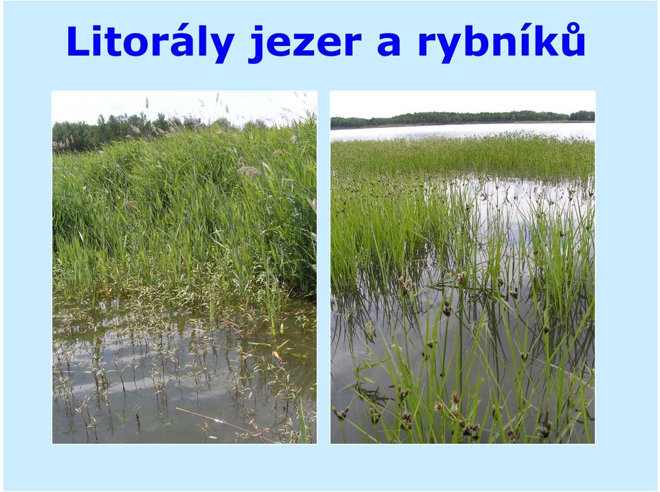 rybníků