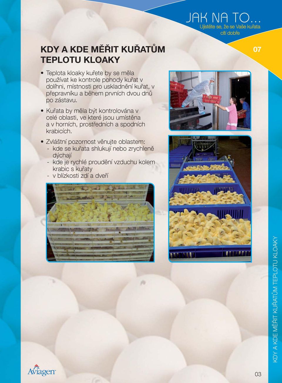 uskladnění kuřat, v přepravníku a během prvních dvou dnů po zástavu.