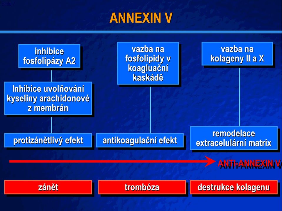 v koagluační kaskádě antikoagulační efekt trombóza vazba na na kolageny II II a