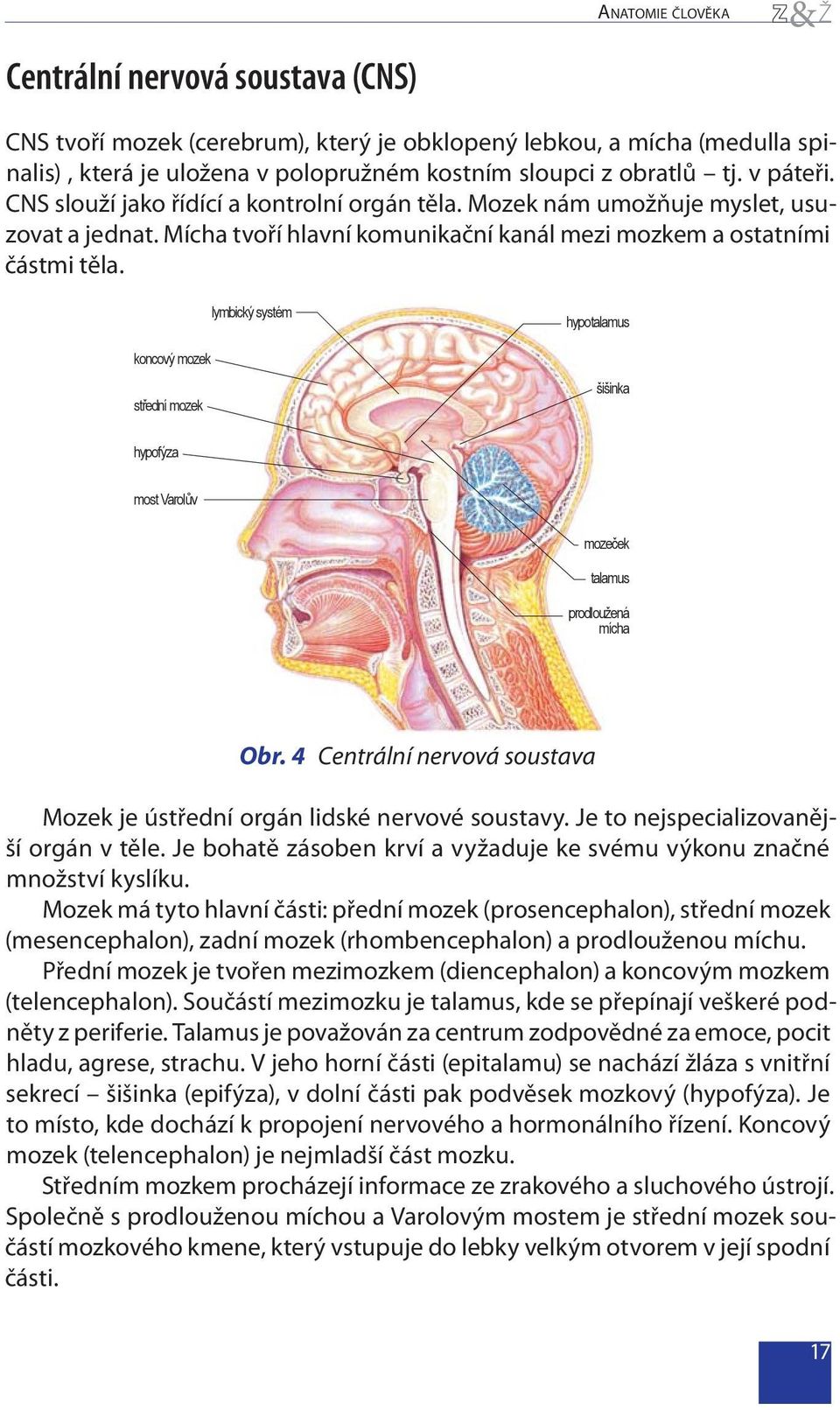 lymbický systém hypotalamus koncový mozek střední mozek šišinka hypofýza most Varolův mozeček talamus prodloužená mícha Obr.