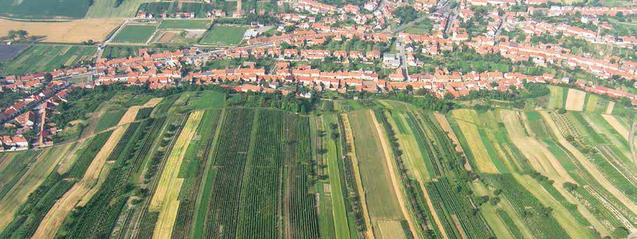 Mendelův vinařský spolek Mendelův vinařský spolek Šardice vznikl v roce 2001 a má 21 členů.