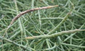 Šedá plísňovitost brukvovitých Původce: Botrytis cinerea, pohl.