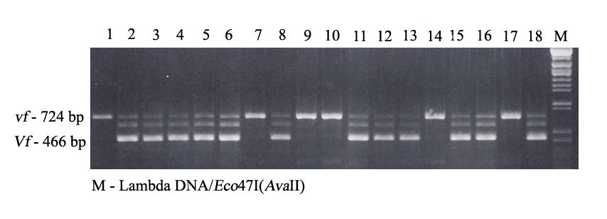 Obrázek 1: Elektroforeogram kodominantního PCR markeru Vf genu při použití primerového páru podle TARTARINI et al. (1999). Recesivní homozygoté jsou označeny čísly 1, 7, 9, 10, 14 a 17.