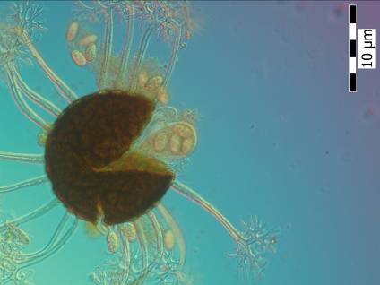 Microsphaera vanbruntiana var.