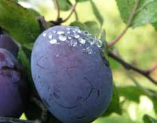 Ochrana ovoce v ekologické produkci Vladan