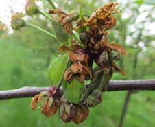 5 kalendář ochrany ovoce Padlí jabloně: Výskyt příznaků primárních infekcí na citlivých odrůdách. Možnost rozvoje sekundárních infekcí na listech a vznikajících letorostech.
