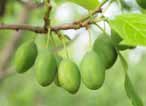 kalendář ochrany ovoce 5 8) Konec jara až počátek léta (druhá polovina VI) Intenzivní růst plodů u všech druhů ovoce. Zrání raných odrůd třešní a meruněk.