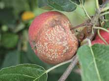 5 kalendář ochrany ovoce 1.2 Živočišní škůdci Na počátku období významný termín v ochraně proti první generaci obaleče jablečného.