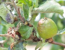kalendář ochrany ovoce 5 1 2 3 4 5 6 9) Vrcholné léto 48 7 1 - závrtek obaleče jablečného 2 - požerek o.