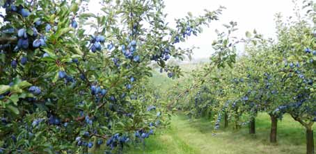 Anotace Metodika je určena pěstitelům ovoce v režimu ekologické produkce. Zahrnuje poznatky, jež byly získány průběhu řešení projektu TA02020168 v letech 2012-2015.