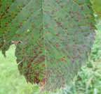 5 kalendář ochrany ovoce Příznaky výskytu skvrnitosti listů třešně, suché skvrnitosti peckovin. Příznaky poškození dalšími chorobami, jako jsou kadeřavost broskvoně, moniliniový úžeh peckovin, aj.