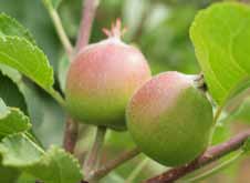 Přílohy 10 Hlavní fenologické fáze jabloní 00 - vegetační klid 54 - myší ouško 56 - zelené poupě 58 - růžové