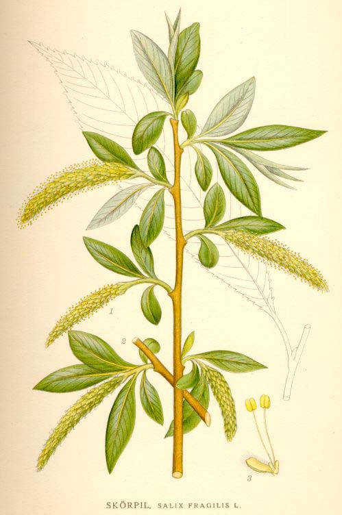 Salix fragilis L. vrba křehká stř., sv. a v Evropa; izolované lokality ve Francii, sev.