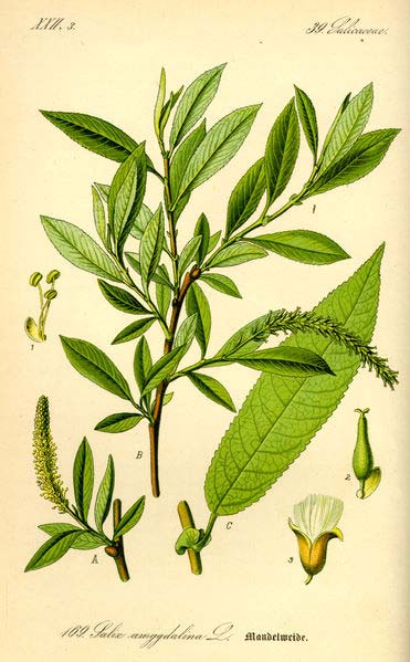 Salix triandra L. vrba trojmužná sect. Amygdallinae rozpadá se na 5 poddruhů Eurasie, kromě aktického pásma -subsp. discolor mediteránní -subsp.