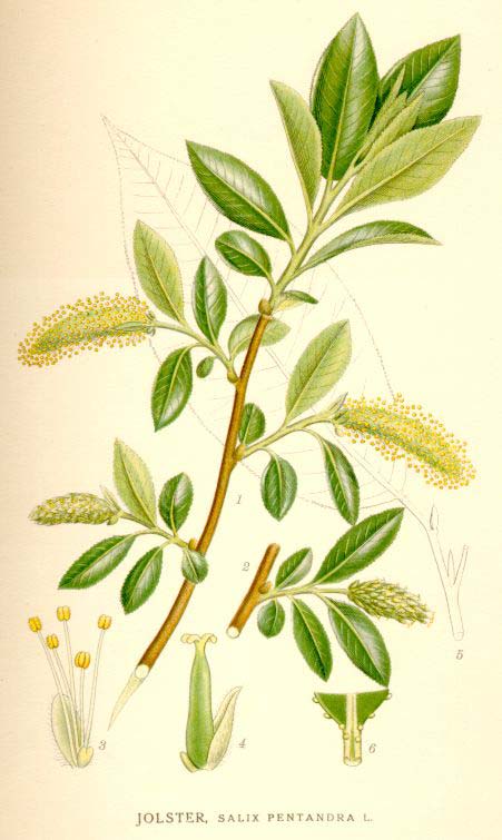 Salix pentandra L. vrba pětimužná s., stř. a v. Evropa (v j. EU schází); z. Sibiř, Stř. Asie ČR: roztr.
