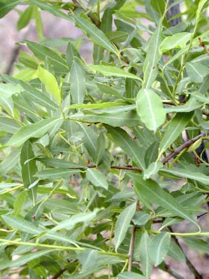 Salicaceae Mirbel 3 rody: -Salix - Populus - Chosenia s ca.