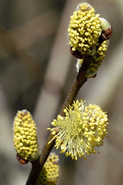 Salix subgen. Vetrix Dumort.