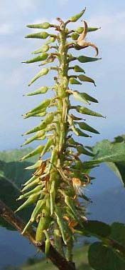 Salix Dvoudomé opadavé dřeviny Taxonomicky kritické: -značná hybridizace - díky anemochorii redukce